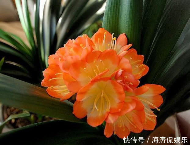 花肥|手把手教你做花肥,掌握关键几点,年年开花不断,比买的好10倍!