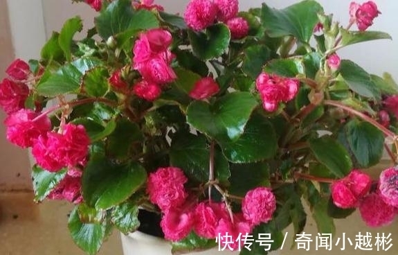 四季海棠|养盆这一种花,遇土就活,四季开花,种一盆,开一年,美过绿萝!