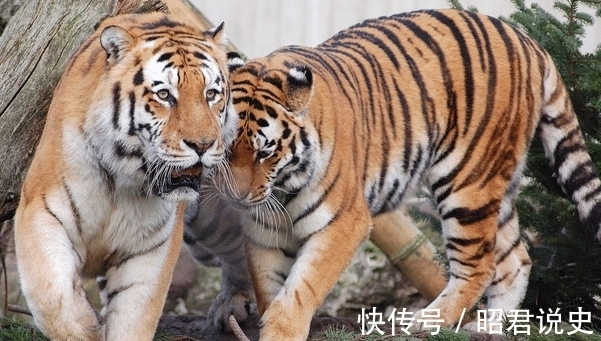 心想事成|惹不起的生肖马、生肖虎、生肖狗，10月底事业一帆风顺，苦尽甘来