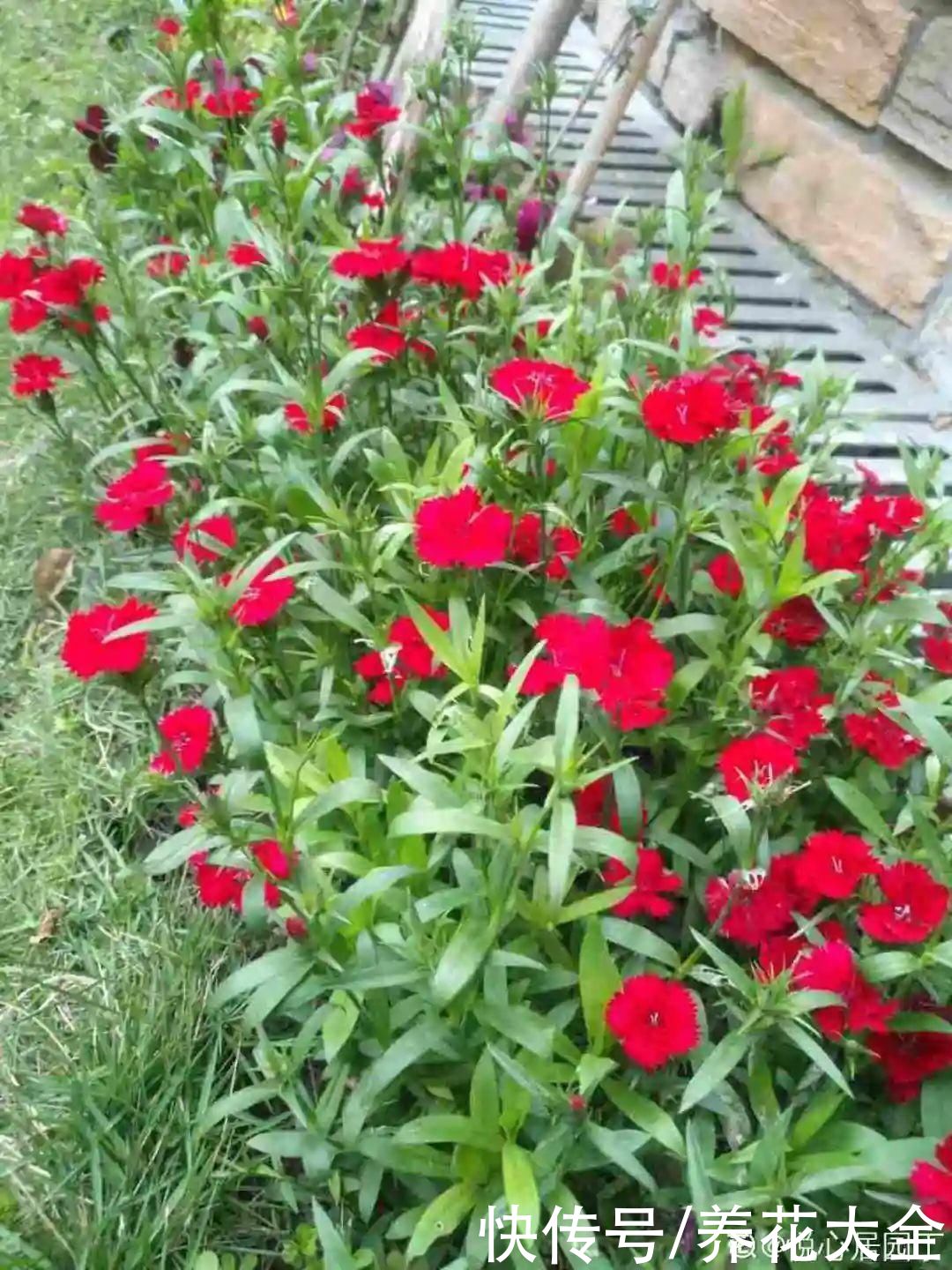 有院子的话,种这6种花,沾土就活一大片