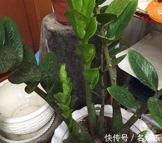 蟹爪兰|8种花现在赶紧剪,剃光头撸光叶,越狠越爆盆