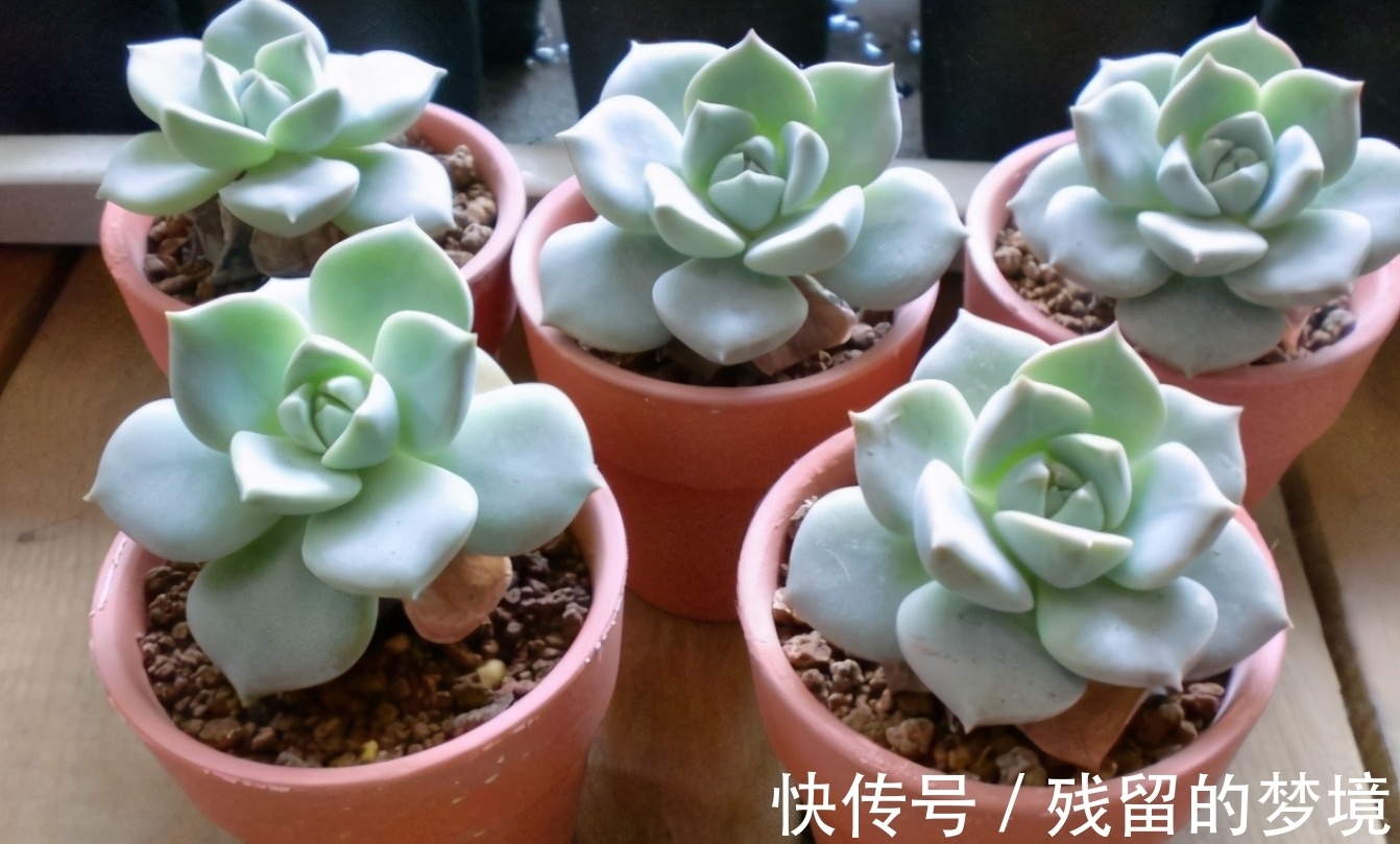种植多肉,搞不清品种、晒太阳、浇水、通风问题,养再多都白费