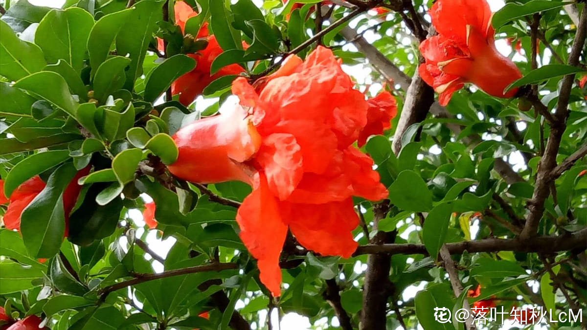 果实|家里有院子的，4种树镇宅好寓意，创造条件也要种