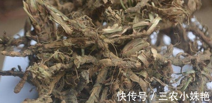 野草|农村水边一种野草,村里经常拿去喂猪,现在城里要50块一斤