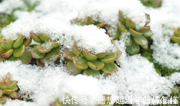 科研|你是在养多肉,不是在搞科研,低温露养要不得!