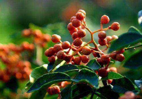 雌激素|女性妇科炎症反复还用怕常吃此几样食物,排毒消炎远离炎症