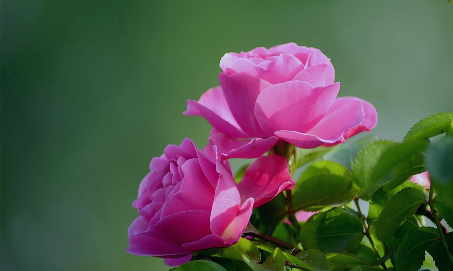 月季|樱花退去月季来，“花堤柳岸”花盛开（一）