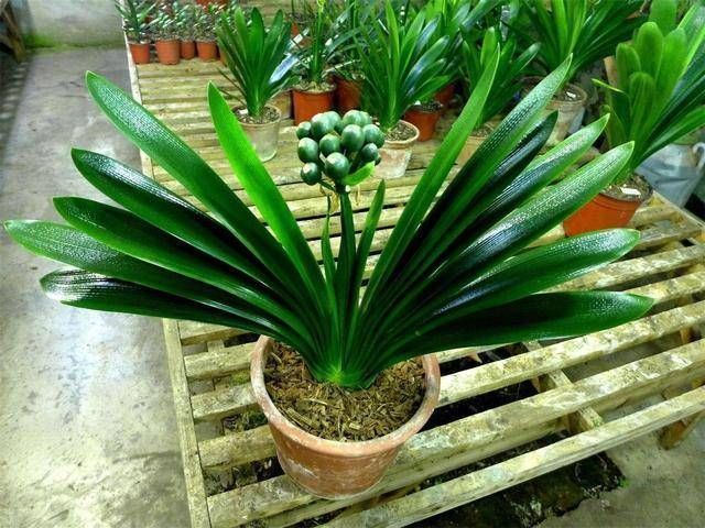 养君子兰要忙起来,翻盆施肥记住“口诀”,生长期长得旺