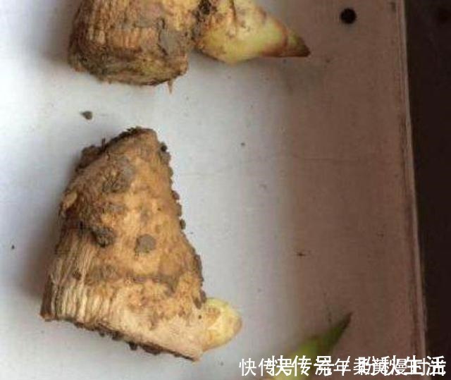 花盆|1块生姜放盆里,长出一片姜,只用了1个方法,2年都吃不完