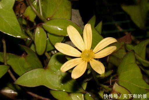 菊花|几款养在家里,全年开花不停,花香四溢飘满屋,美爆了