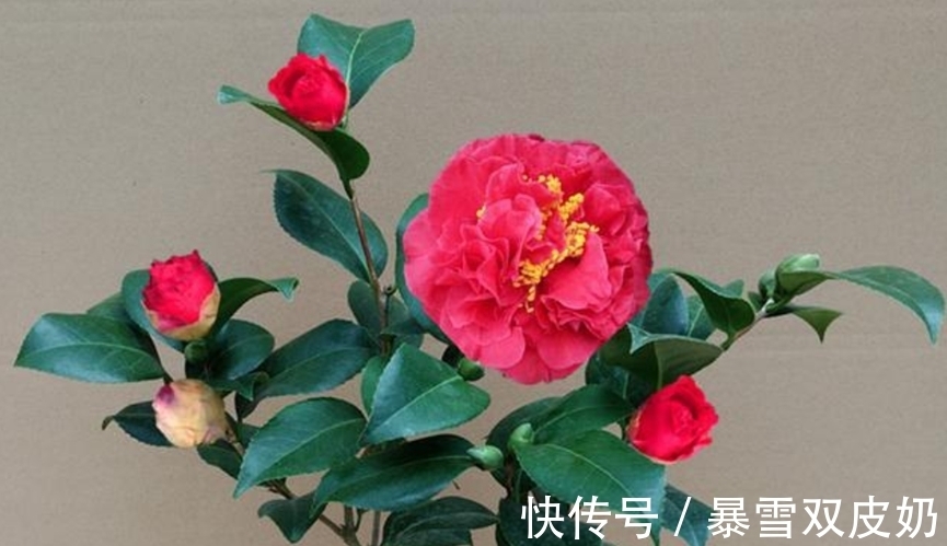 中国人|此花，温度越高越好闻，花色艳丽，花型超大，养护简单适合新手