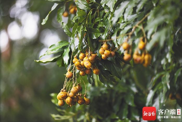 树江湖趣闻|海南周刊 | 血封喉