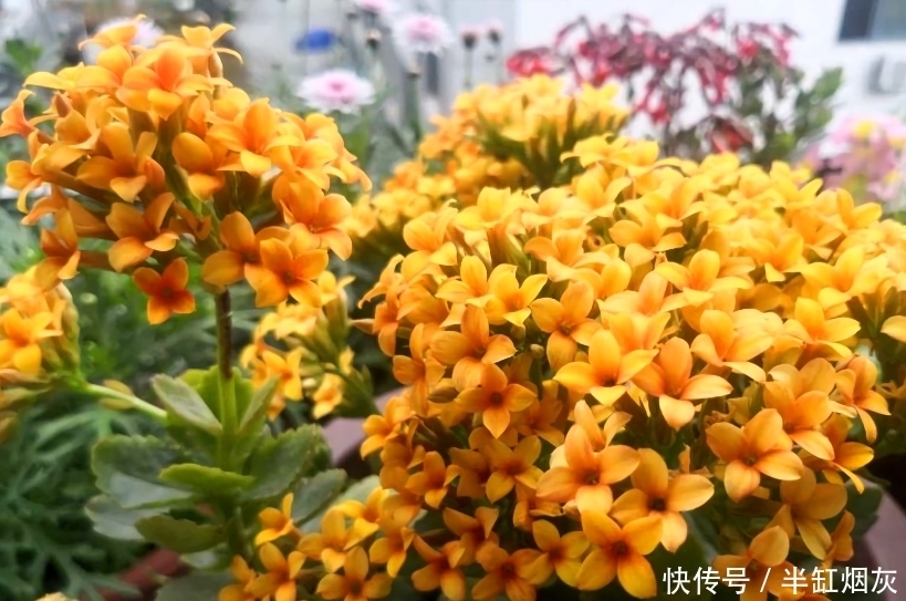 长寿花5月花期结束，休眠前准备3点，9月多分花芽，入冬花量翻倍