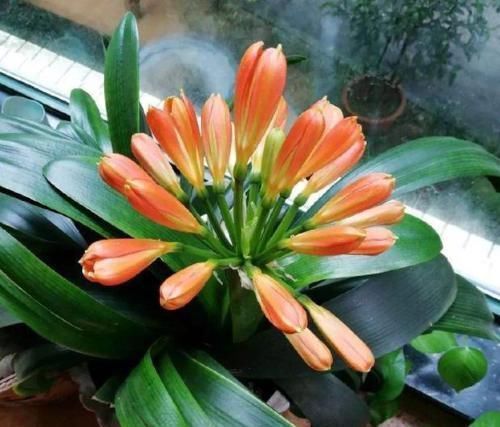 开花|立春后该如何养护君子兰盆栽将3点做到位,叶绿根壮开花旺