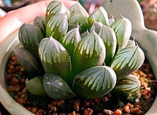 煤渣|多肉养根篇:往盆底放些“它们”,叶子肥成球,根须挤满盆