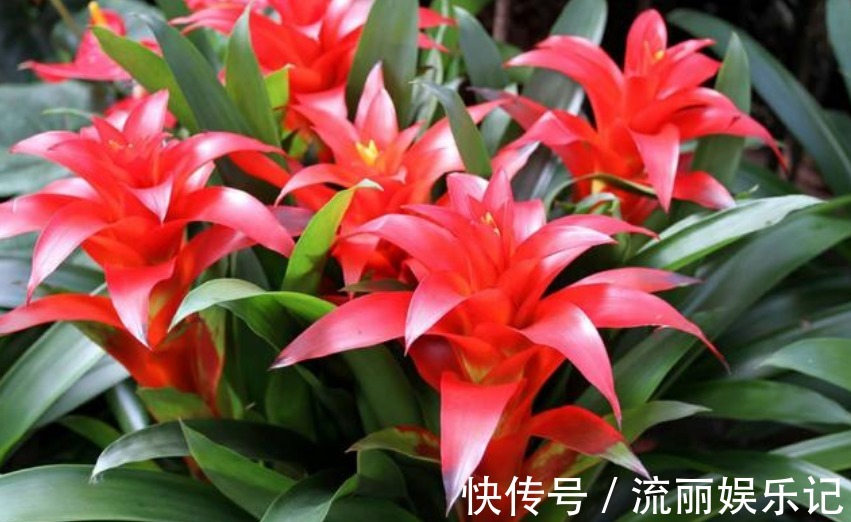 招财|“3种花”不要随便送人,多养几盆在家,不仅旺宅还招财!