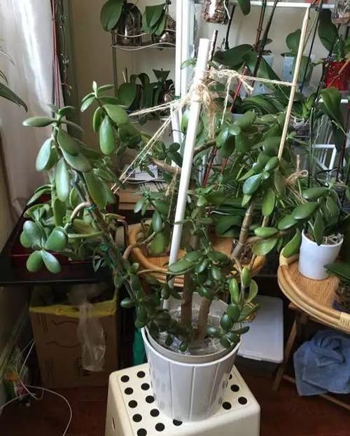 养了20年的玉树，杆子比大腿还粗，满树白花跟下雪了一样