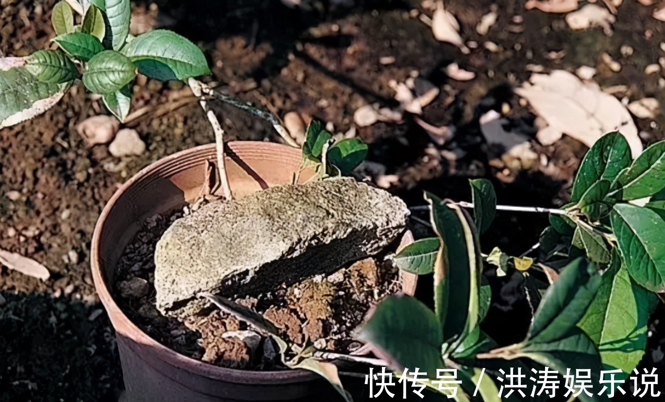 枝条|扦插好方法养花繁殖下一代，试试这3招，简单好使