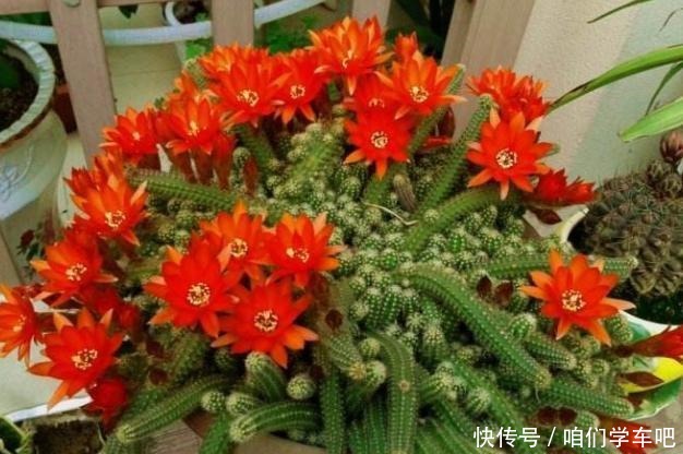 花农养花为啥成本这么低学会用小苏打,几十盆都花不了2块钱!