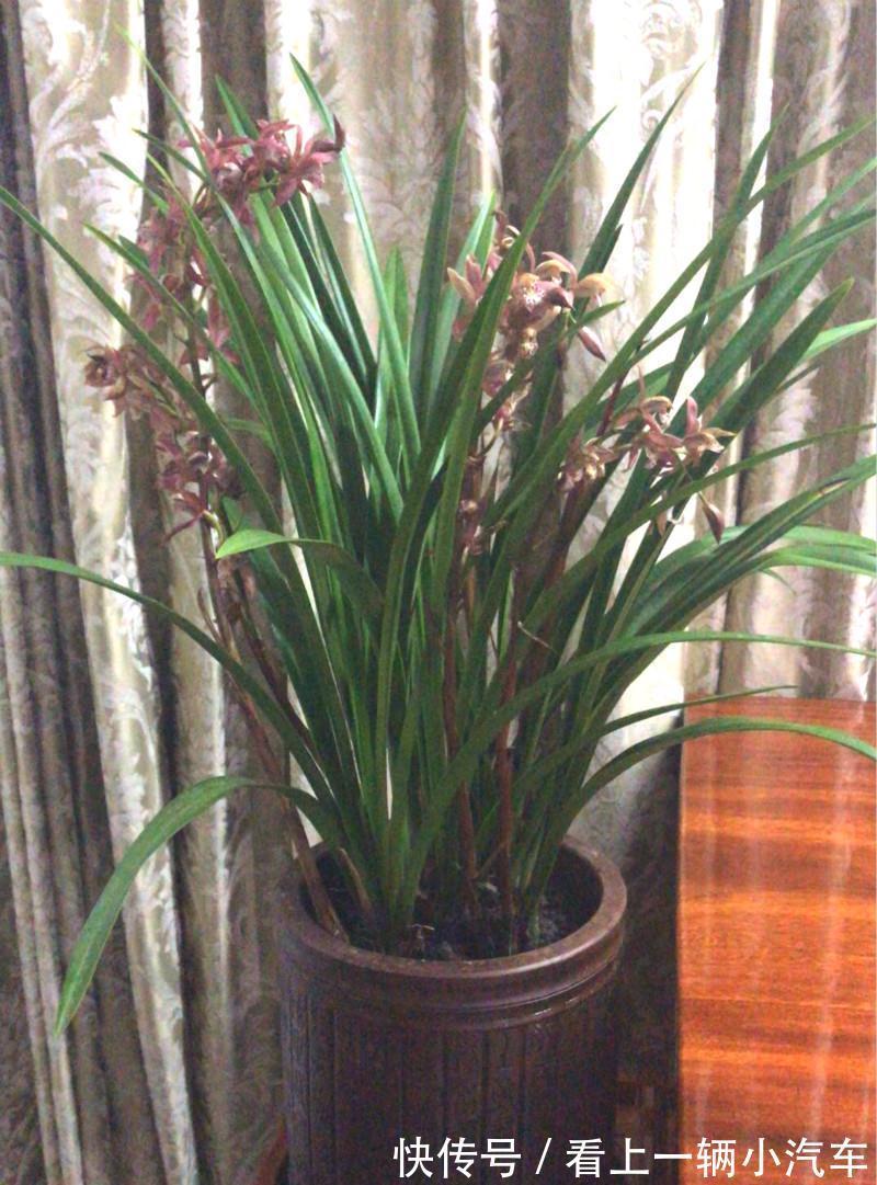 养兰花,不要做此2点,不然肯定没花看