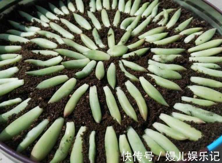 花友们|养多肉千佛手,砍头繁殖简单,叶插成活率高,适合新人练手