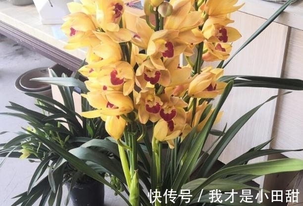 冬日养兰花,做好这些,花香似香水,却比它更安全持久