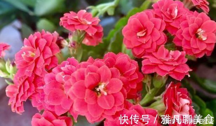 木炭|养花换盆时，多“加”1物，花卉“10年”不烂根，叶子绿，开花多