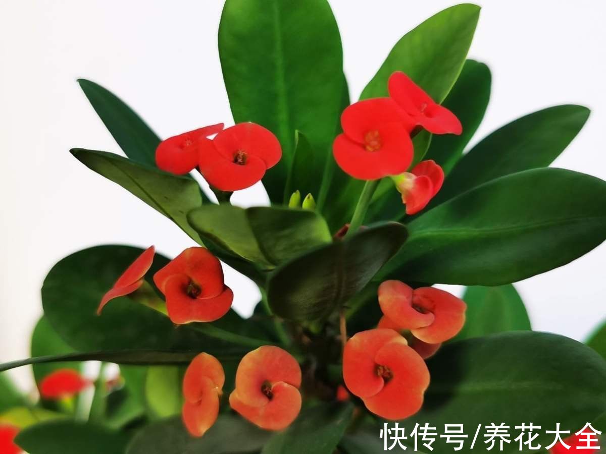 5个谣言,养花时最不能信,不然植物死翘翘