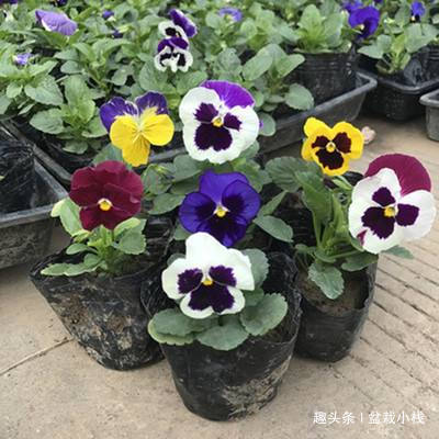 给点土就能活的“5种花”,适合新手花友养,您养过吗