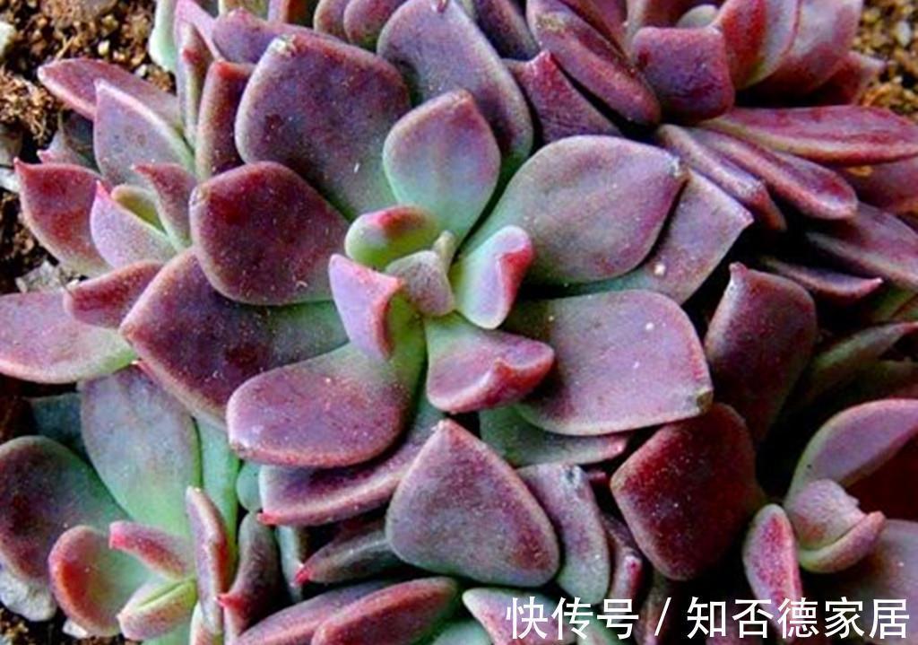 多肉中永远的神之一因地卡,生长快爱爆头,想要养死有难度