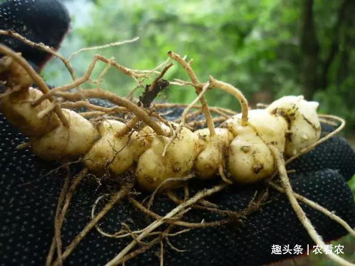 神仙芝草经|价值不输人参，过去用来喂猪，如今被大面积种植，30元一斤很抢手