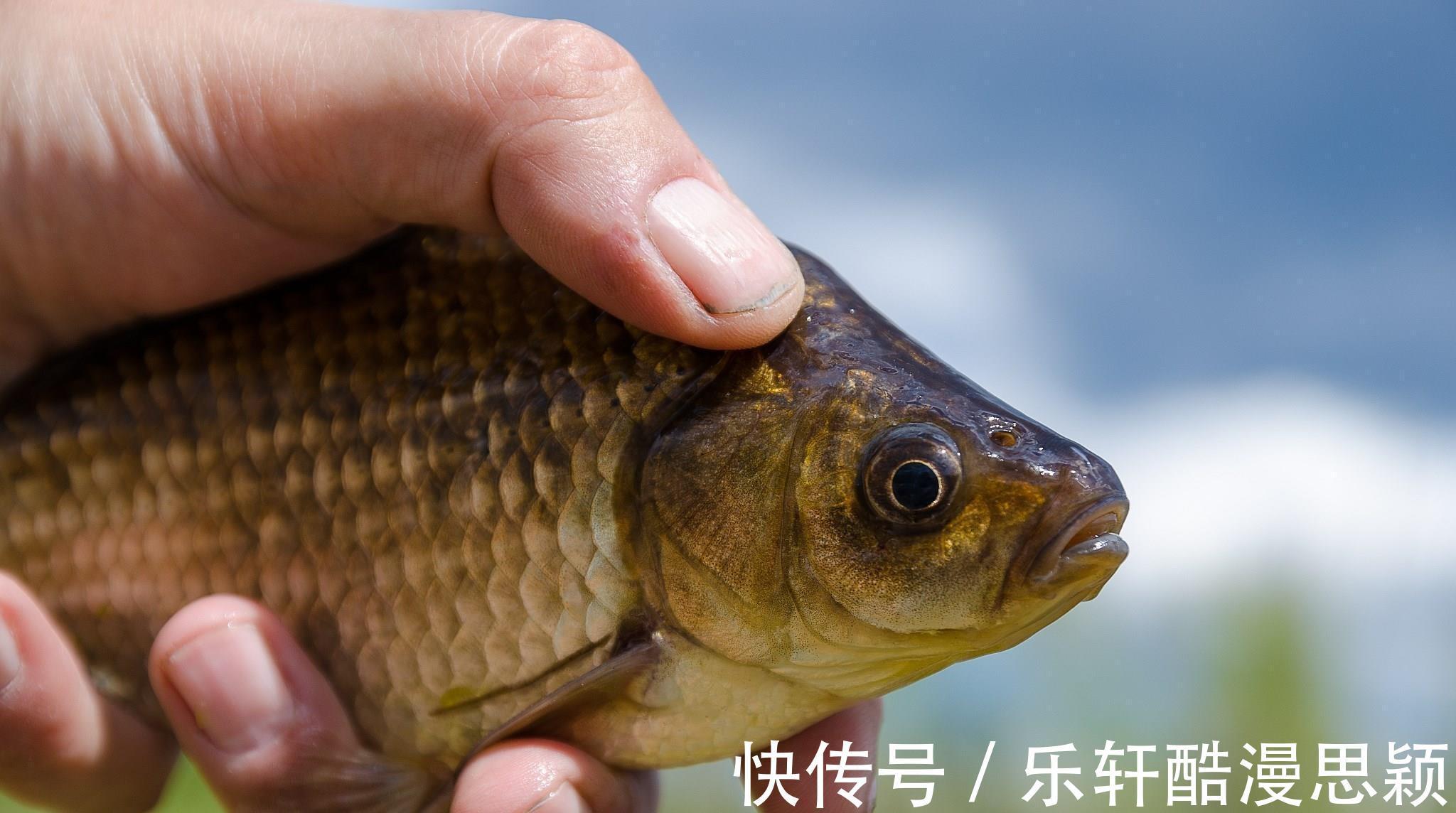 浙江一男子野钓频繁“双咬”，两小时钓获20多斤，网友神级钓手