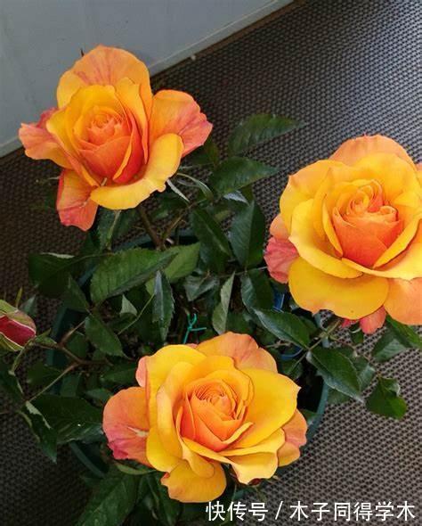 养护|养花试试这几款,养护得当,条件适宜,不管什么季节都可以开花