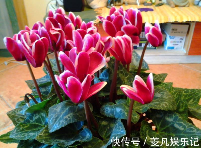 2种漂亮的球根花卉,夏天枯萎也别扔,秋凉后还能再次开花,惊喜