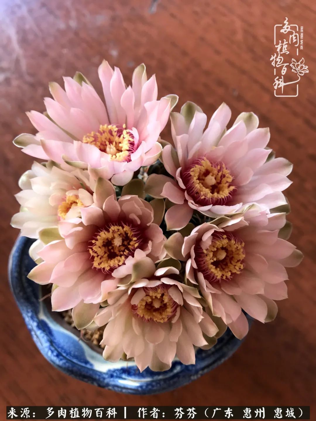 养花|一种爱好就是一种境界，养花养多肉可以培养一个人的心境！