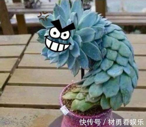 病虫害|进入夏季,“多肉党”做好这3步,防止多肉“穿裙子”,一学就会