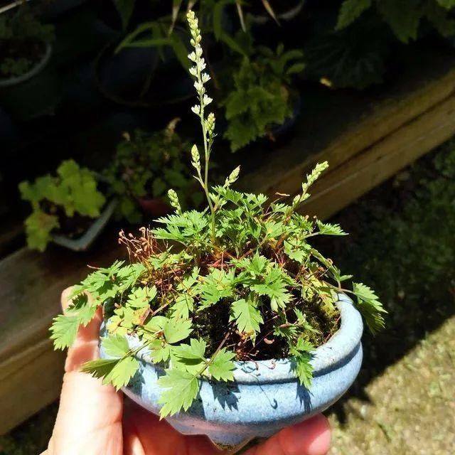 山野草，也高雅！