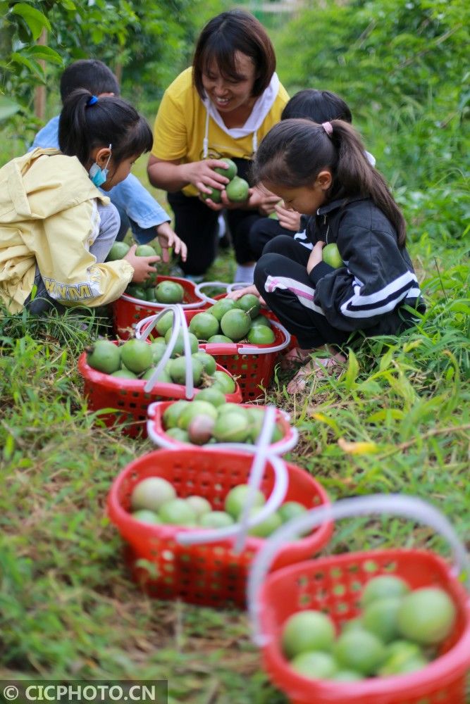 莲城街道|贵州黔西：小小“果农” 收获多多