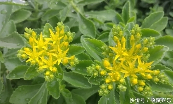 养心菜|农村田里的这种野草,钙是牛奶3倍,价值很珍贵,你有见过没