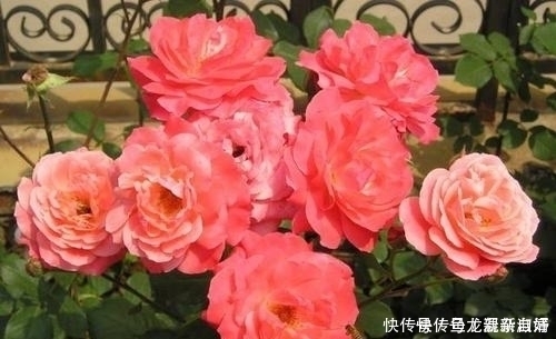 夏天|夏天养月季花,掌握几个要点,不黄叶不生病,花开一茬接一茬