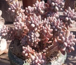 养多肉婴儿手指，做好几件事，很快长成多头小胖手，太可爱了！