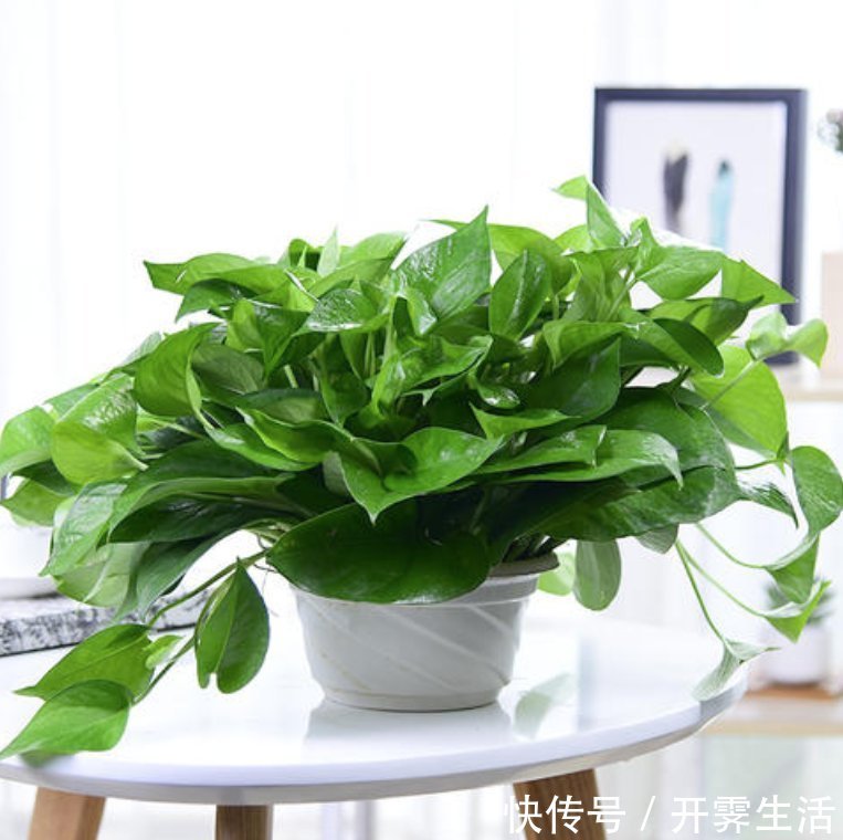 卧室放什么植物好?这5种植物适合养在卧室
