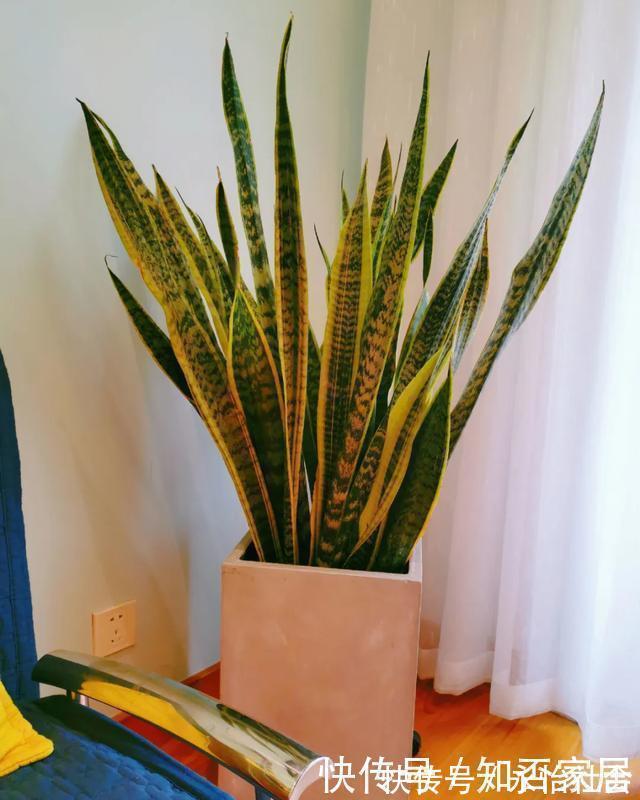 养花技巧：折腾不死的25种花，咋养都爆盆，懒人最适合