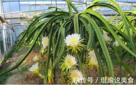 花盆|4种“果核”不要扔,埋土里,5天之后“惊喜”不断,观叶又收果!