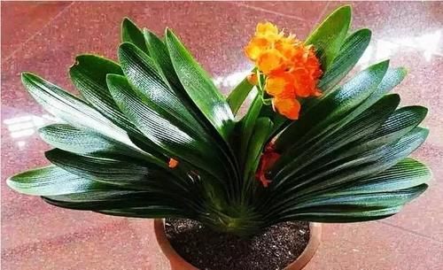 君子兰养殖技巧有哪些？