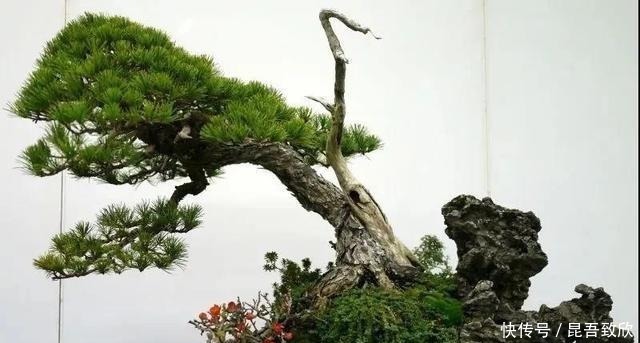 技巧|五针松盆景的6点养护技巧解析,知道了,养护五针松再也不发愁