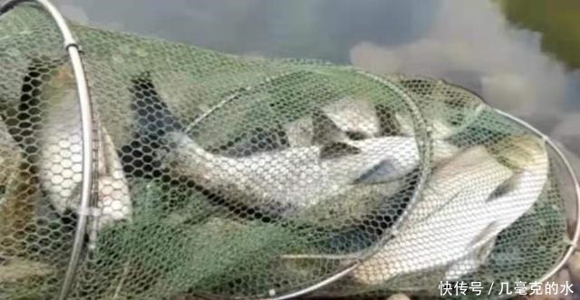 气温高，鲢鳙鱼反而更好钓，按我说的办，比海竿钓更痛快！