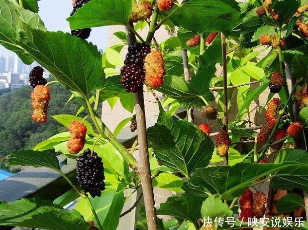 这几种能在阳台盆栽的果树,一棵结果全家吃不完,想吃就摘