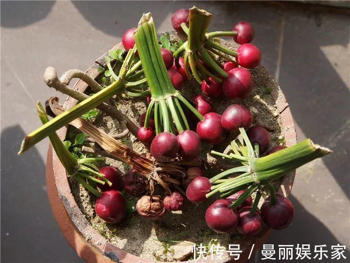 雄蕊|3种花不用“扦插”,花开完等俩月,半年变成“养花大户”!