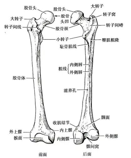 关节|7个动作自测“股骨头”损耗，大腿根隐隐作痛的人要当心了……